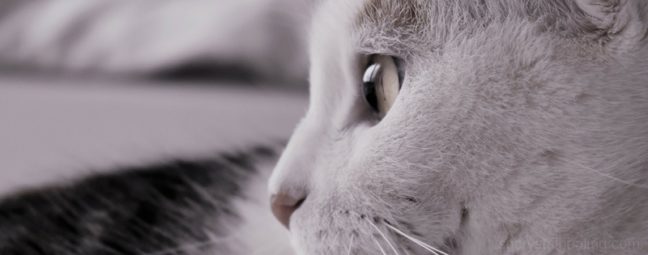 Healing Cats with Crystals 07 April 2018