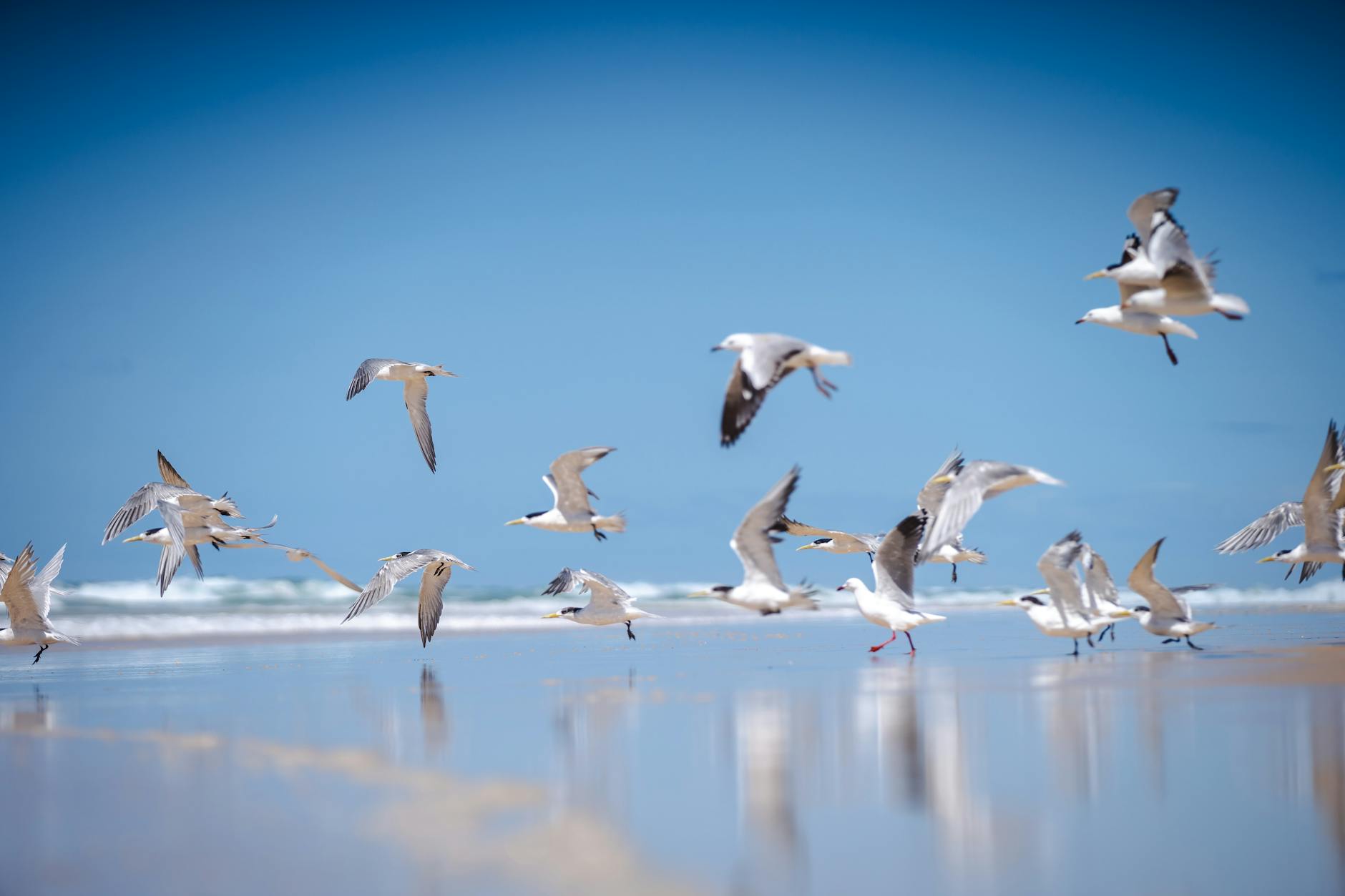flock of birds at the beach